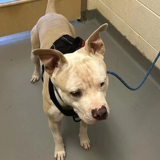 A young medium-sized male Yellow / Tan / Blond / Fawn Mixed Breed dog named Zyzy for adoption in Asheville, NC