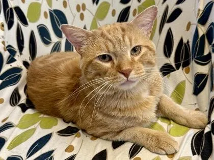 An adult large-sized male Domestic Short Hair cat named Van Gogh for adoption in Downers Grove, IL