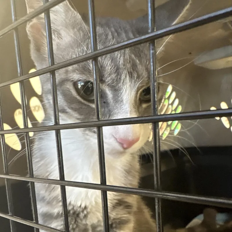 A young medium-sized female Gray / Blue / Silver Domestic Short Hair cat named Felicity for adoption in West Palm Beach, FL