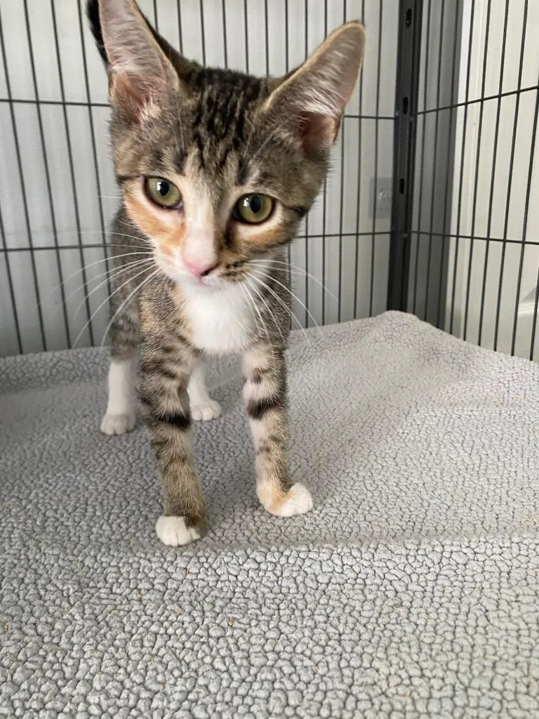 A baby medium-sized female Domestic Short Hair cat named Lacey for adoption in Cumming, GA