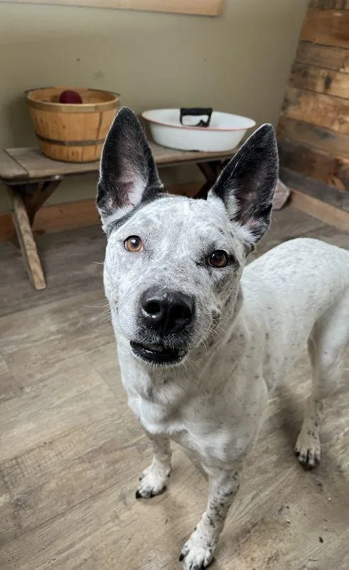 A young medium-sized female Cattle Dog dog named Star for adoption in Genoa, IL