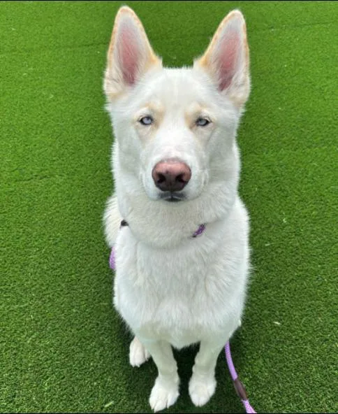 A young large-sized male Siberian Husky dog named Sitka for adoption in Palatine, IL