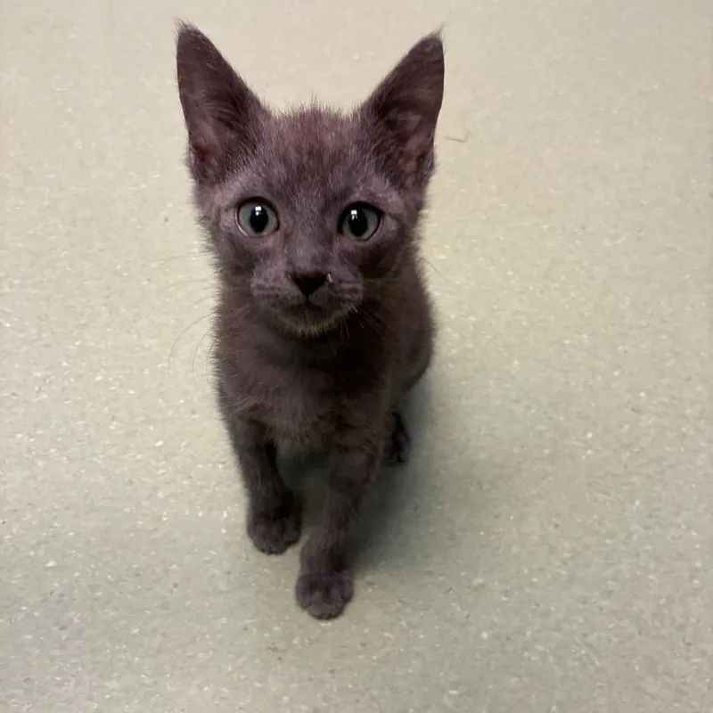 A baby small-sized male Gray / Blue / Silver Domestic Short Hair cat named John Adams for adoption in Norman, OK