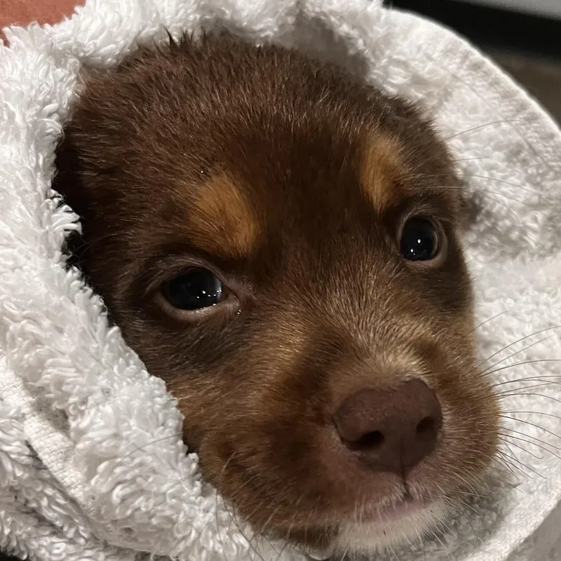A baby medium-sized male Brown / Chocolate Mixed Breed dog named Bode for adoption in Washburn, MO