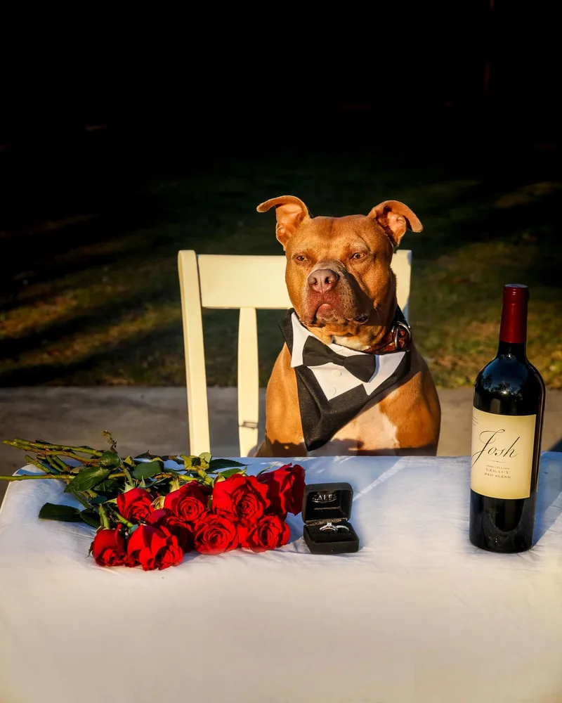 Chopper Ii thumbnail 3