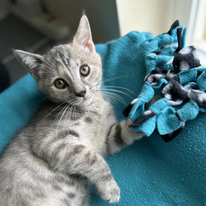 A baby small-sized female Gray / Blue / Silver Domestic Short Hair cat named Karen for adoption in Fairfax Station, VA