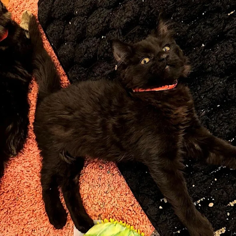 A baby small-sized female Black Domestic Short Hair cat named Mayberry for adoption in Lakewood, CO