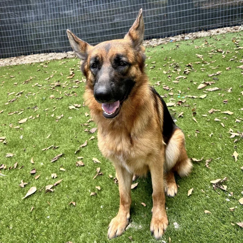 An adult medium-sized female German Shepherd Dog dog named Callie for adoption in Magnolia, TX