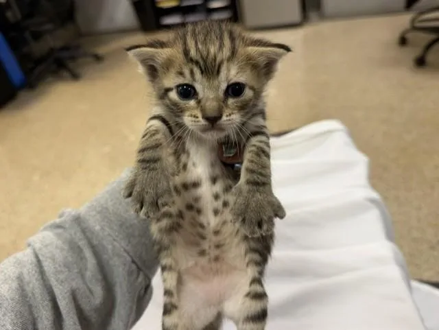 A baby small-sized female Domestic Short Hair cat named Olive for adoption in Miami, FL