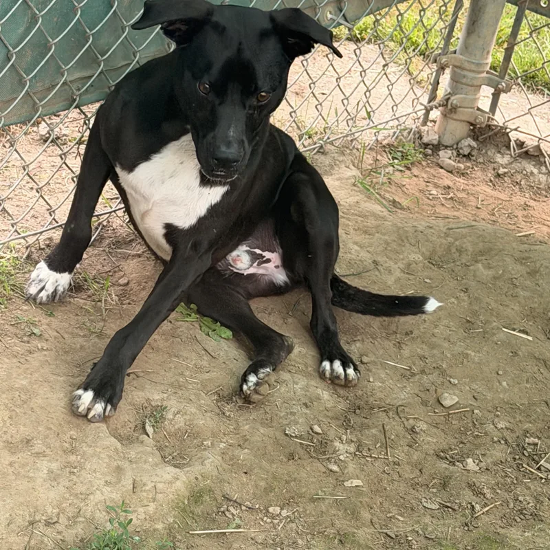 An adult medium-sized male Black Pit Bull Terrier dog named Wally for adoption in Salem, OH