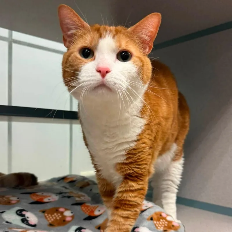 An adult medium-sized male Orange / Red Domestic Short Hair cat named Darwin for adoption in Walden, NY