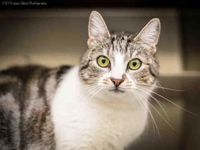 A senior medium-sized female Domestic Short Hair cat named Signa for adoption in Anchorage, AK