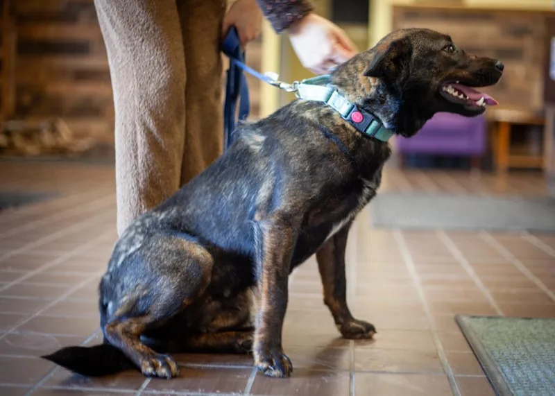 Calpurnia thumbnail 2