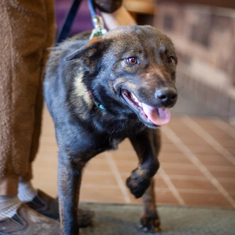 Calpurnia thumbnail 3