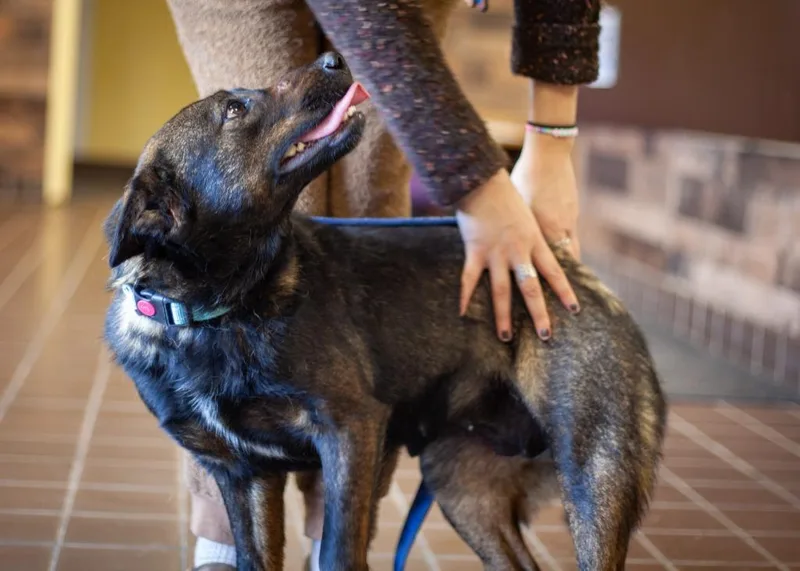 Calpurnia thumbnail 4