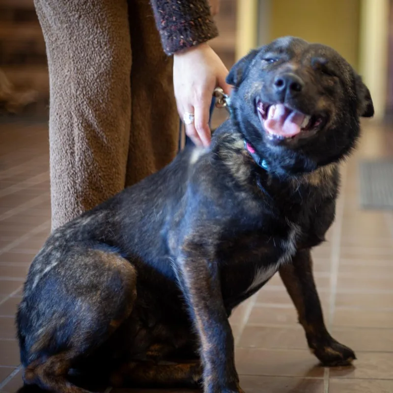 Calpurnia thumbnail 5