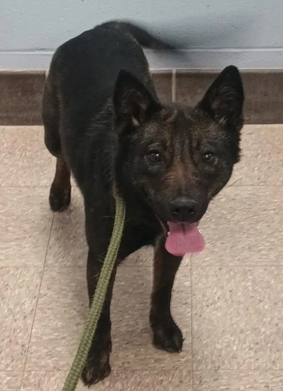 Calpurnia thumbnail 6