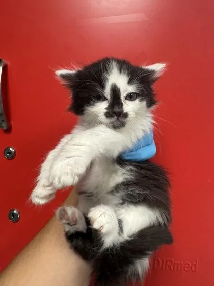 A young small-sized female Domestic Long Hair cat named B Fondant for adoption in North Charleston, SC