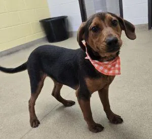 A young medium-sized male Shepherd dog named Ty for adoption in Bucyrus, OH