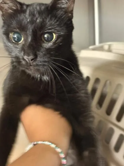 An adult medium-sized female Domestic Short Hair cat named Dolly for adoption in Memphis, TN