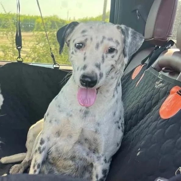 An adult medium-sized female White / Cream Dalmatian dog named Daphne for adoption in Sonoma, CA