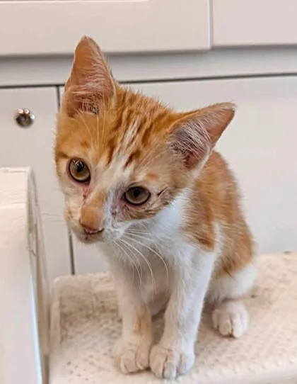 A baby small-sized male Orange / Red Domestic Short Hair cat named Megatron for adoption in Kansas City, MO