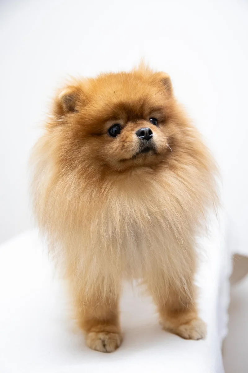 Peter Puffball thumbnail 5