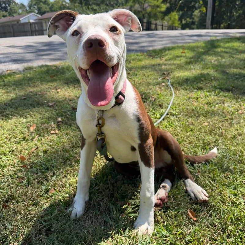 A young medium-sized male Brown / Chocolate Pit Bull Terrier dog named Russet for adoption in Madisonville, KY