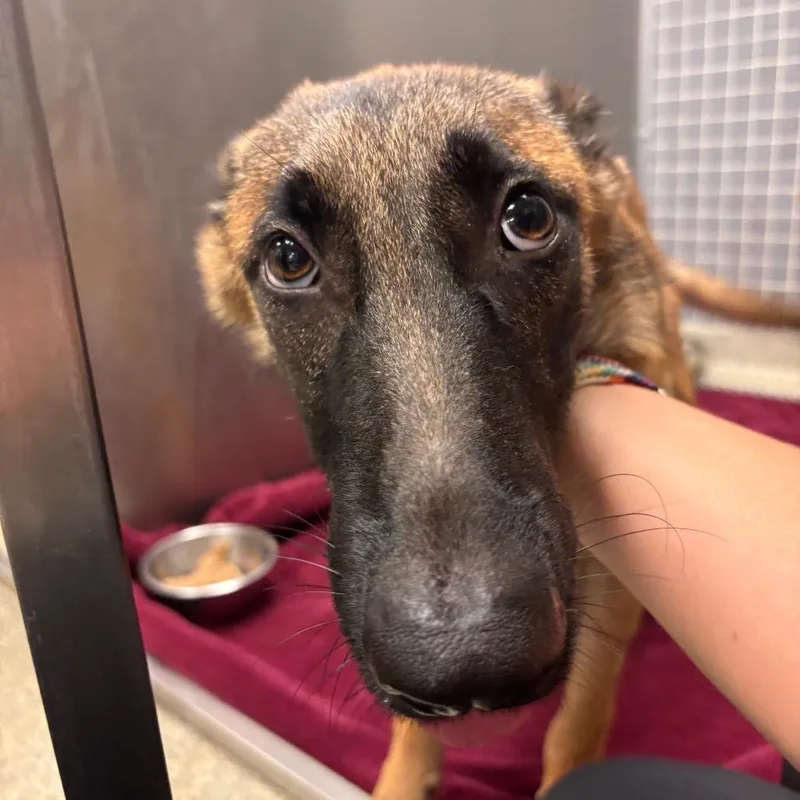 A young medium-sized female Black Mixed Breed dog named Olive for adoption in Jacksonville, FL