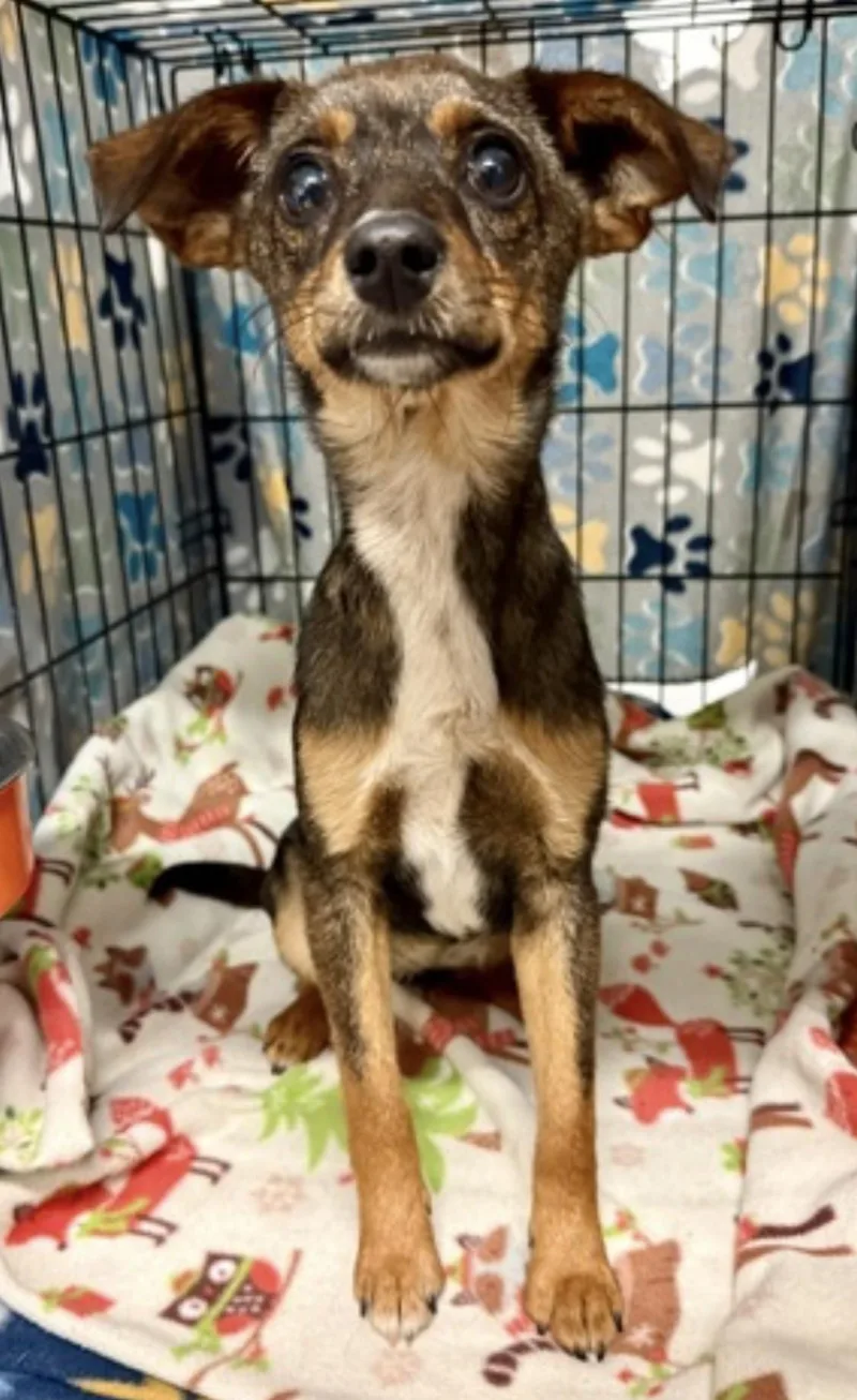 A young small-sized female Chihuahua dog named Ella Vator for adoption in Armada, MI