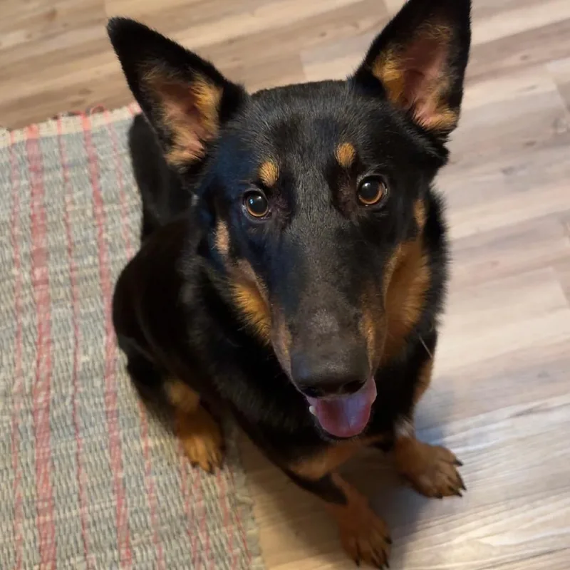 A young medium-sized female Brown / Chocolate Mixed Breed dog named Bongo for adoption in Buffalo, MN