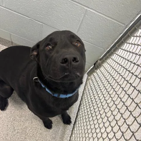 An adult large-sized male Black Labrador Retriever dog named Bruce for adoption in Mooresville, NC