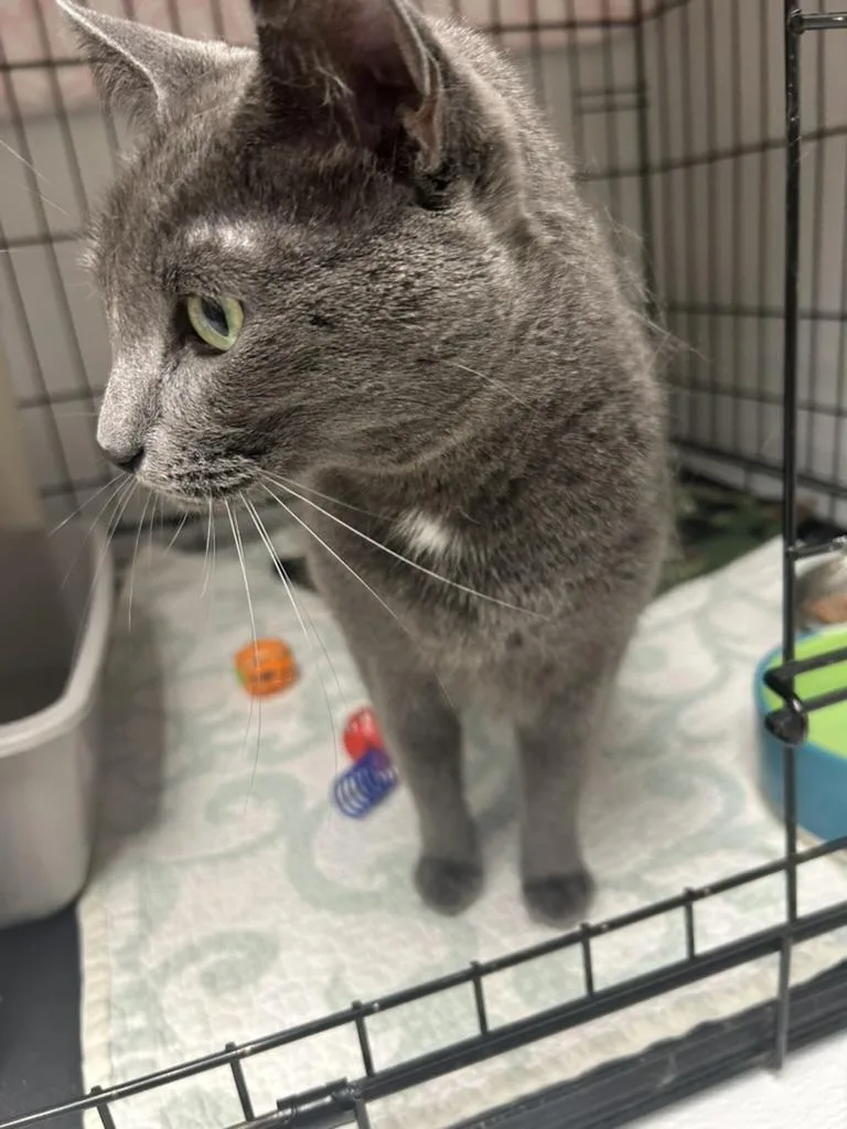 A young medium-sized female Gray / Blue / Silver Domestic Short Hair cat named Aqua for adoption in Cape May, NJ