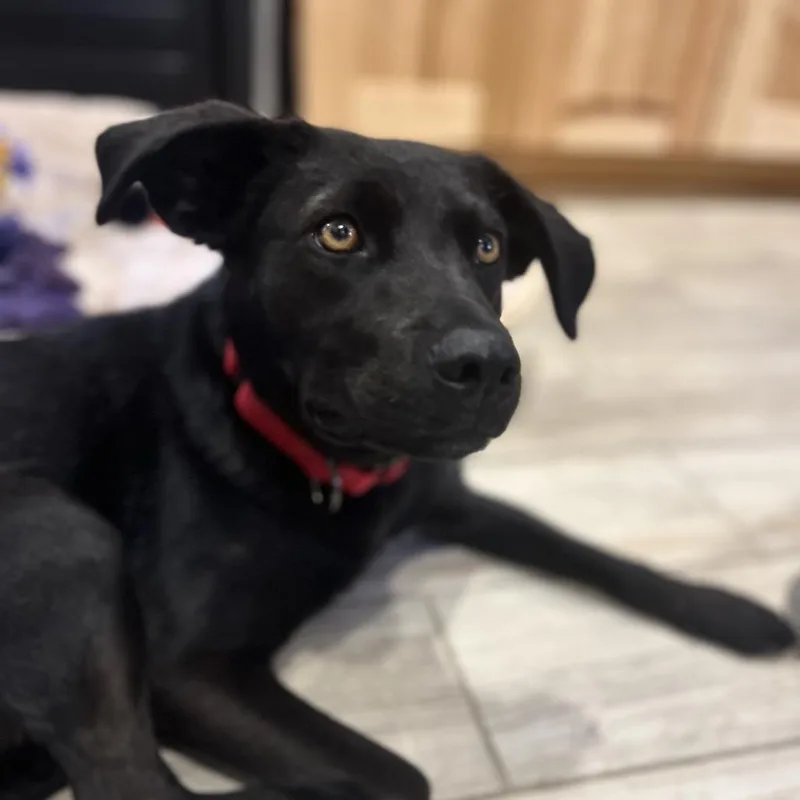 An adult medium-sized female Black Labrador Retriever dog named Honey Bun for adoption in Lander, WY