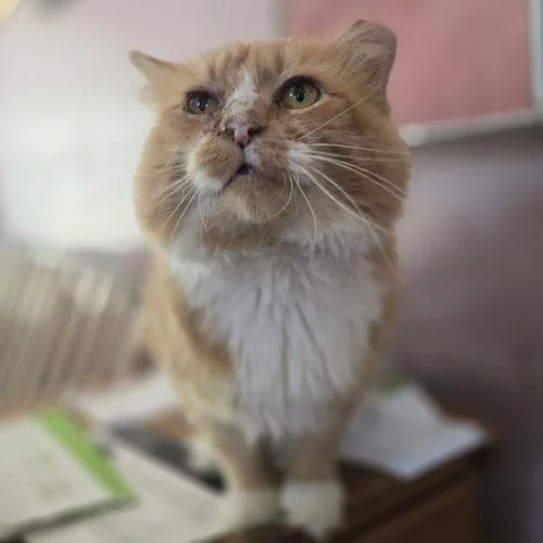 An adult medium-sized male Orange / Red Maine Coon cat named Ravishing Rick for adoption in Knoxville, TN