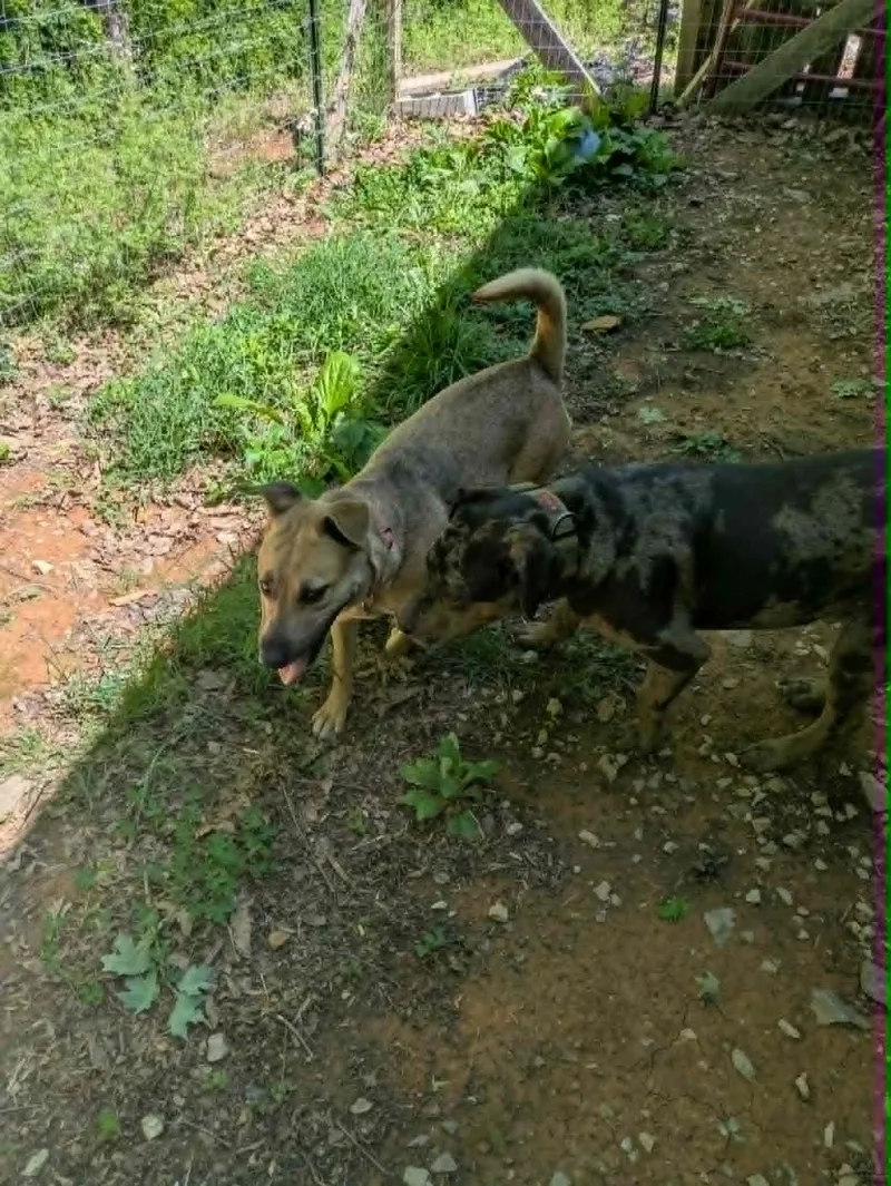 An adult medium-sized female Mixed Breed dog named Blanche for adoption in Hilham, TN