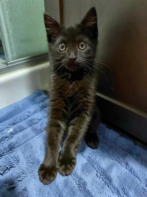 A baby small-sized female Domestic Short Hair cat named Sophie for adoption in Colorado Springs, CO