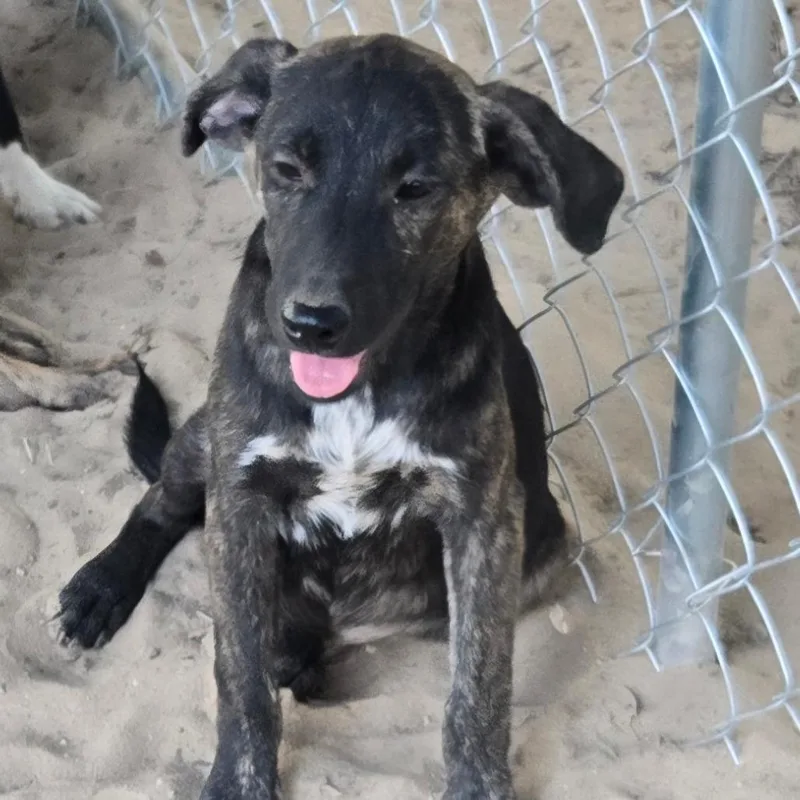 A baby small-sized female Black Labrador Retriever dog named Pearl for adoption in Floresville, TX