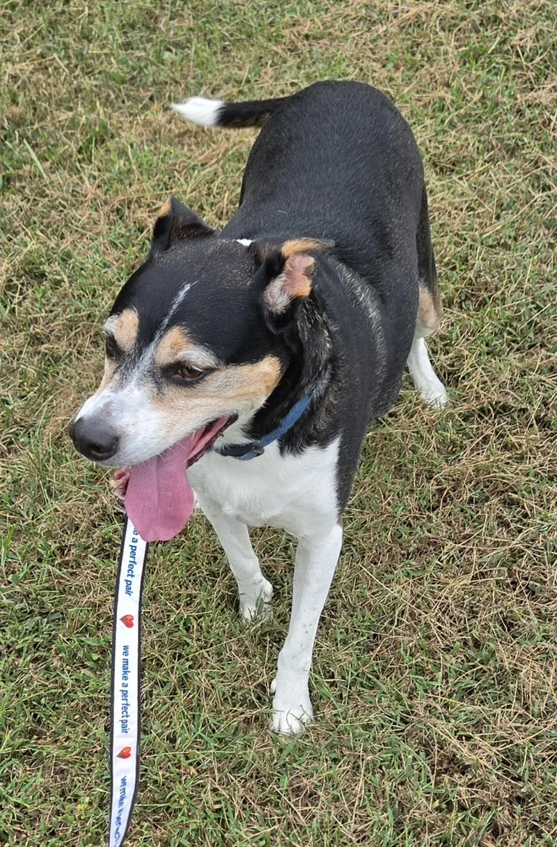 An adult medium-sized male Beagle dog named Bear for adoption in Anna, IL