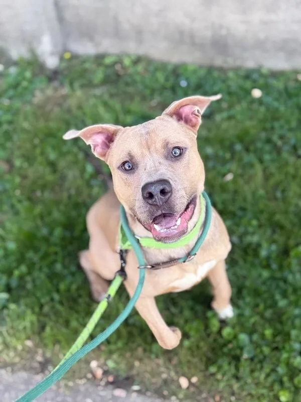 An adult medium-sized male Brown / Chocolate Mixed Breed dog named Mombo for adoption in Cincinnati, OH