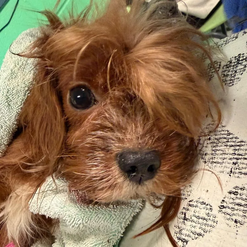 An adult small-sized male Brown / Chocolate Mixed Breed dog named Adam for adoption in Philadelphia, PA