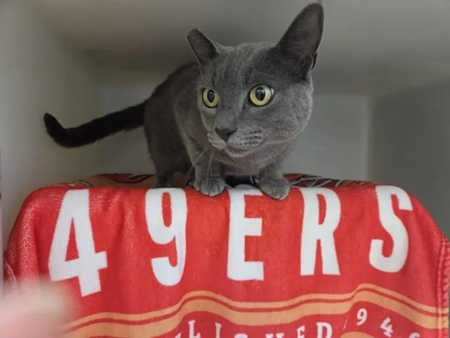 An adult medium-sized male Domestic Short Hair cat named Tigger for adoption in Salinas, CA