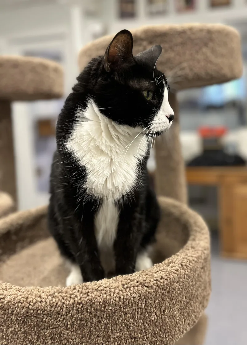 An adult medium-sized male Domestic Short Hair cat named Oreo for adoption in Harrison, NY