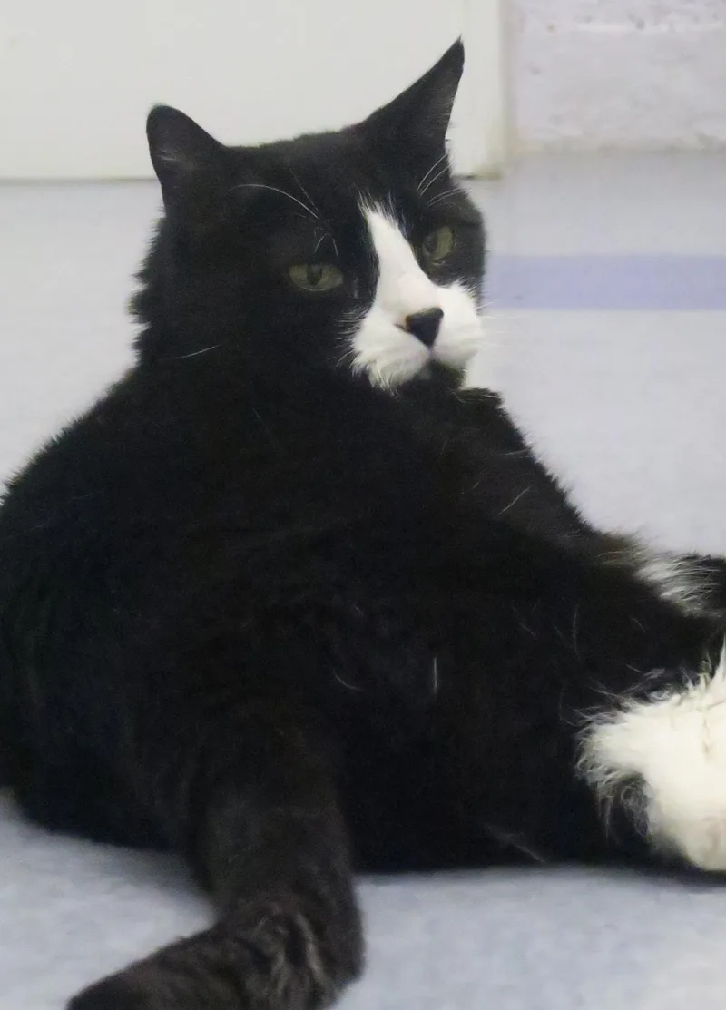 Oreo thumbnail 4