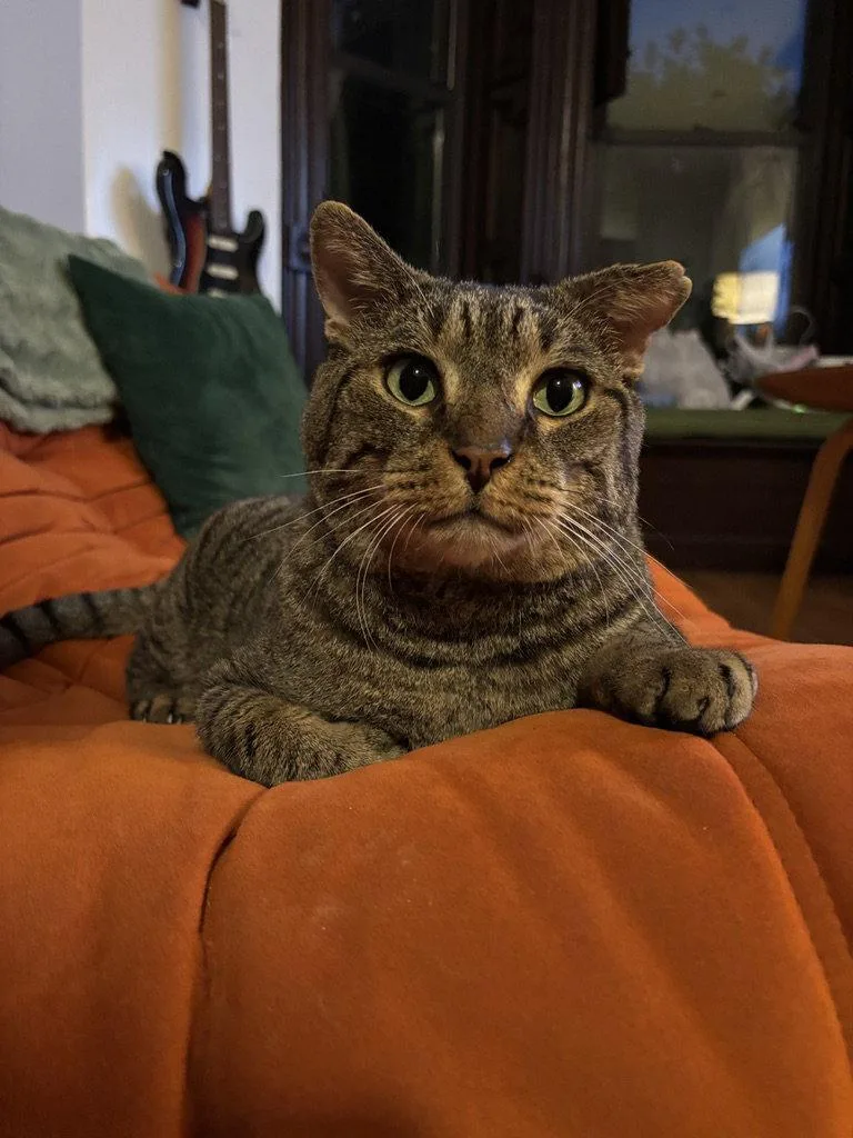 An adult medium-sized male Domestic Short Hair cat named Rocco for adoption in Brooklyn, NY