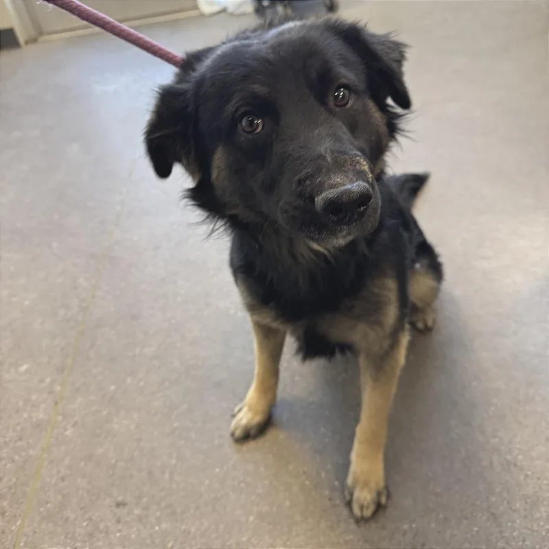 A young medium-sized male Brown / Chocolate Mixed Breed dog named Apollo for adoption in Las Cruces, NM