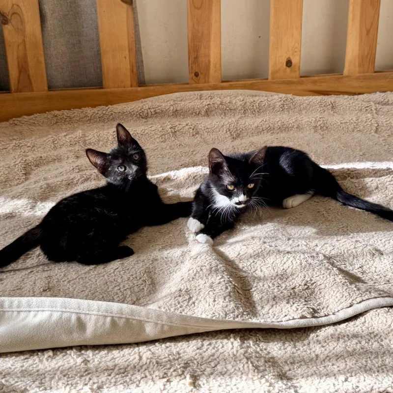 A baby small-sized female Black Domestic Short Hair cat named Missy Elliott for adoption in Los Angeles, CA