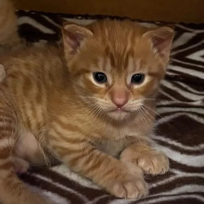 A baby small-sized male Orange / Red Domestic Short Hair cat named Cheese Puff for adoption in Manalapan, NJ