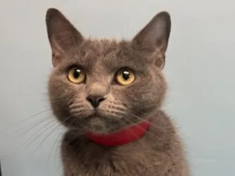 An adult small-sized female Domestic Short Hair cat named Siman for adoption in Golden Valley, MN