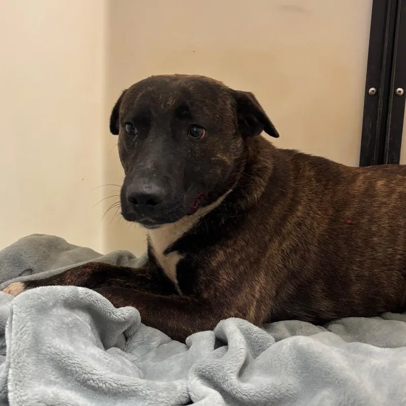 A young large-sized male Brown / Chocolate Mixed Breed dog named Grizz for adoption in Memphis, TN